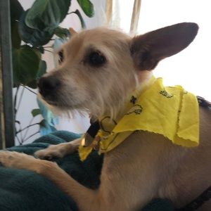 Meet your Posher, Tallulah